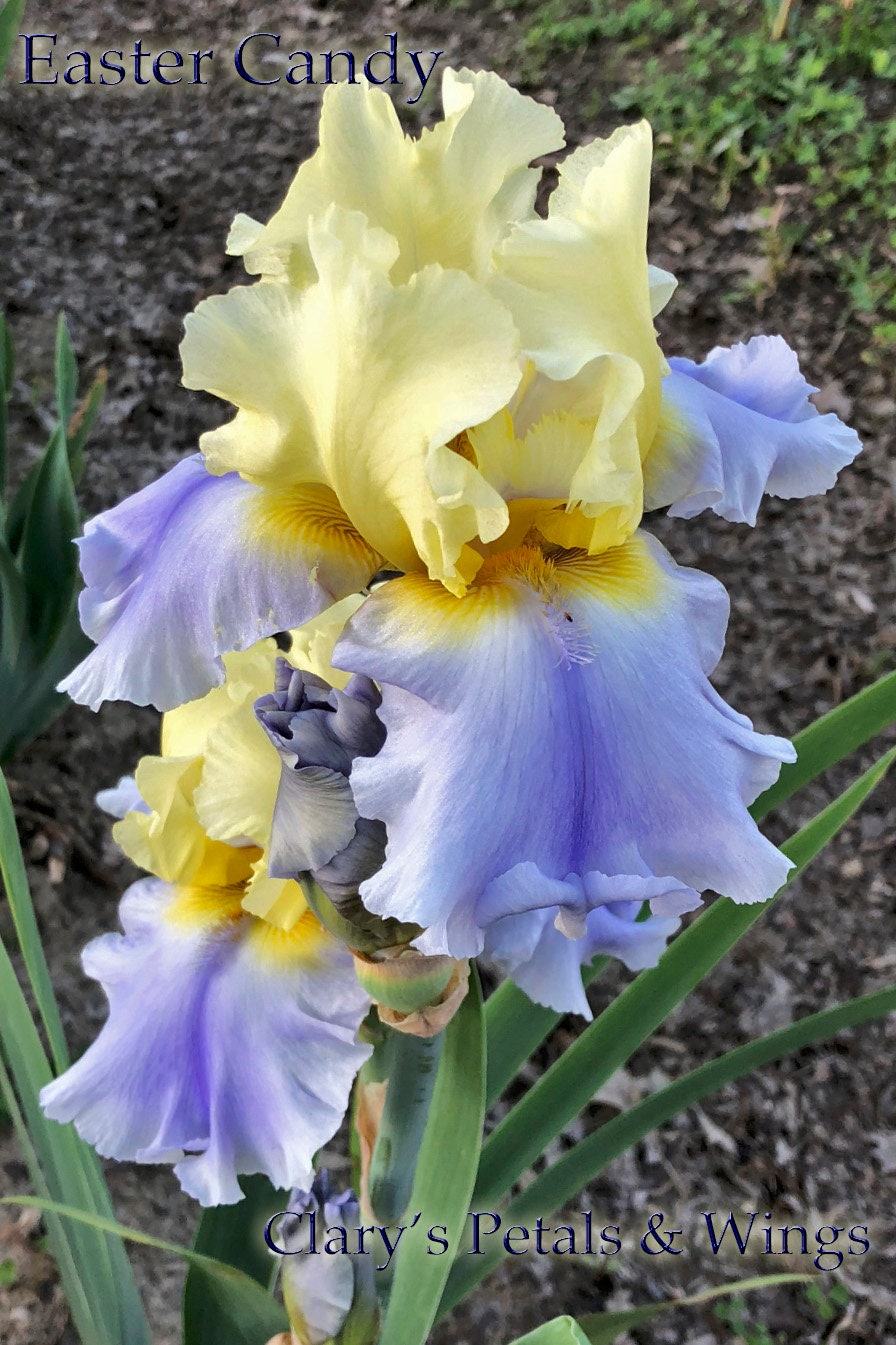 EASTER CANDY - Keppel 2011 Tall Bearded Iris - Award Winner