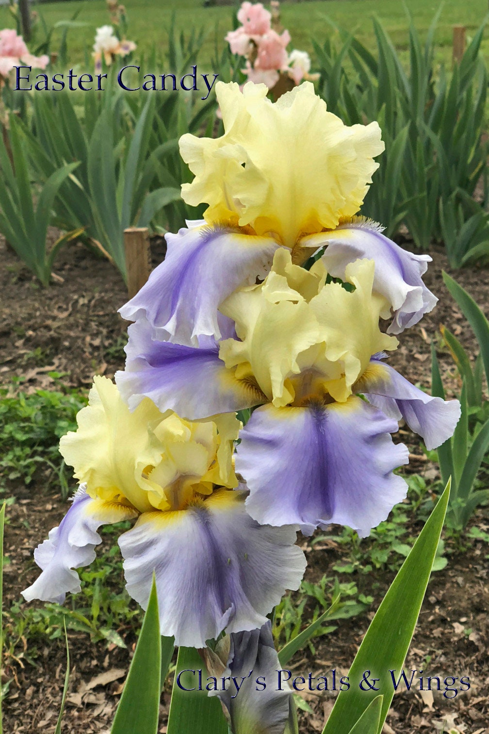 EASTER CANDY - Keppel 2011 Tall Bearded Iris - Award Winner