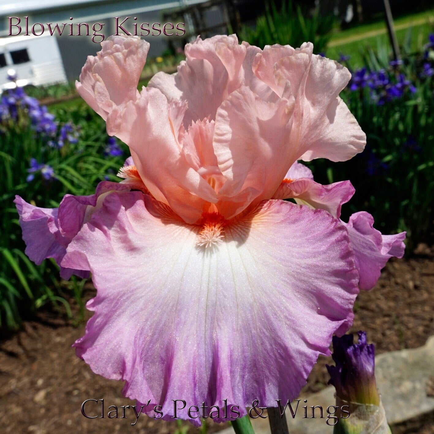 Blowing Kisses - Tall Bearded Iris - Orchid Pink