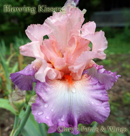 Blowing Kisses - Tall Bearded Iris - Orchid Pink