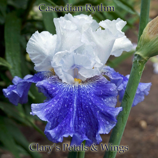 CASCADIAN RHYTHM - 2007 - TB