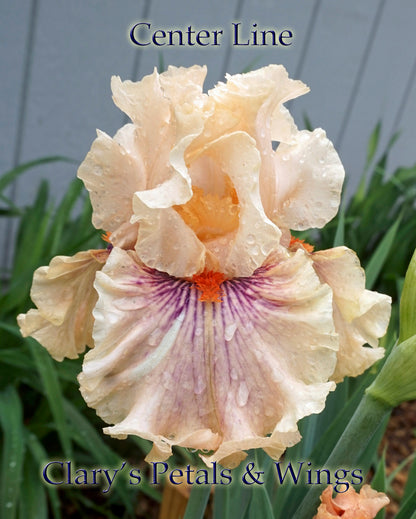 CENTER LINE - 2011 Tall Bearded Iris - Pale pink / orange, ruffled, fragrant award winner