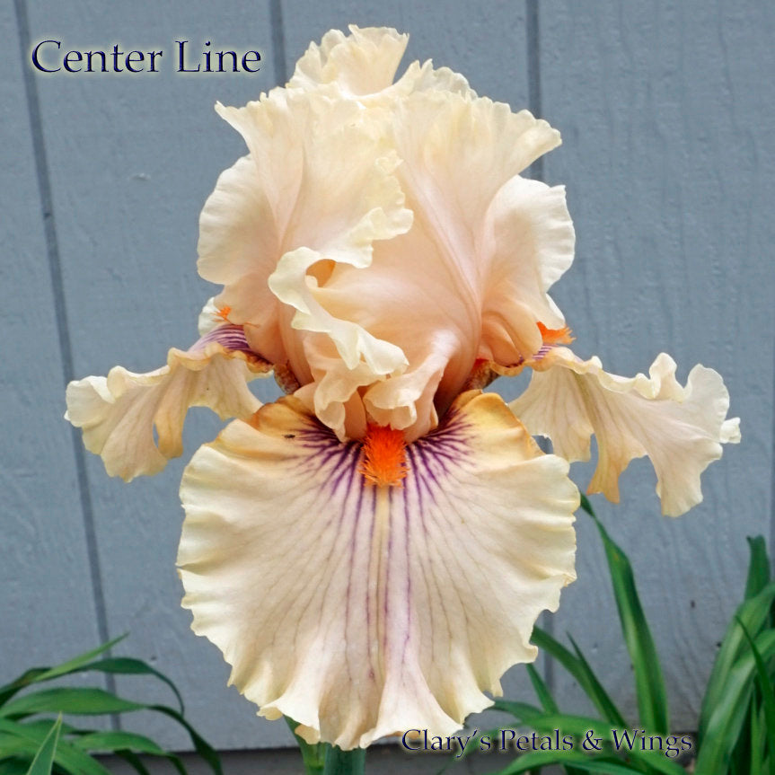 CENTER LINE - 2011 Tall Bearded Iris - Pale pink / orange, ruffled, fragrant award winner