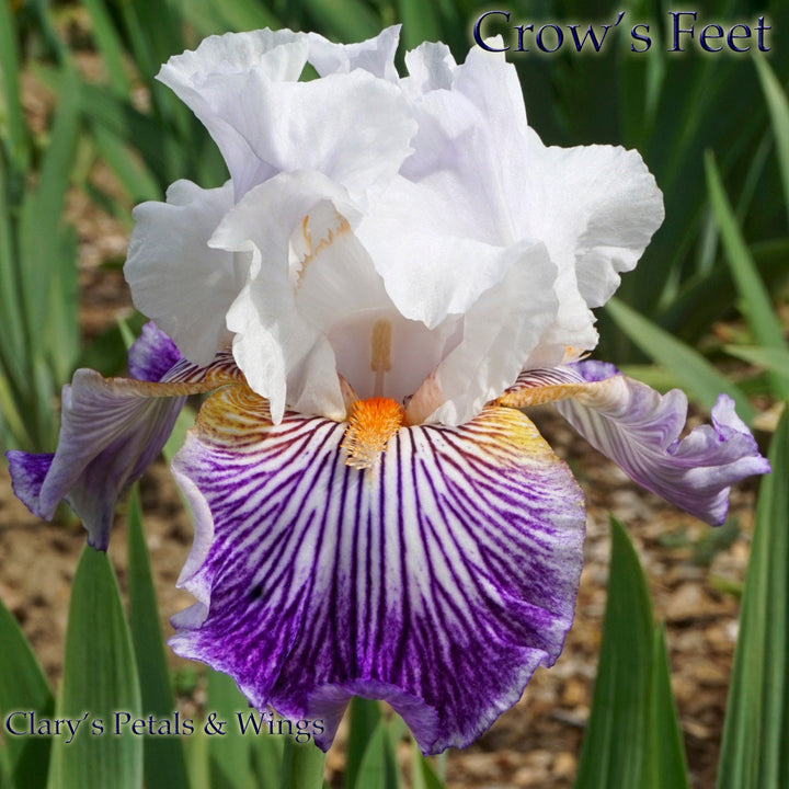 Border Bearded Iris – PetalsWings