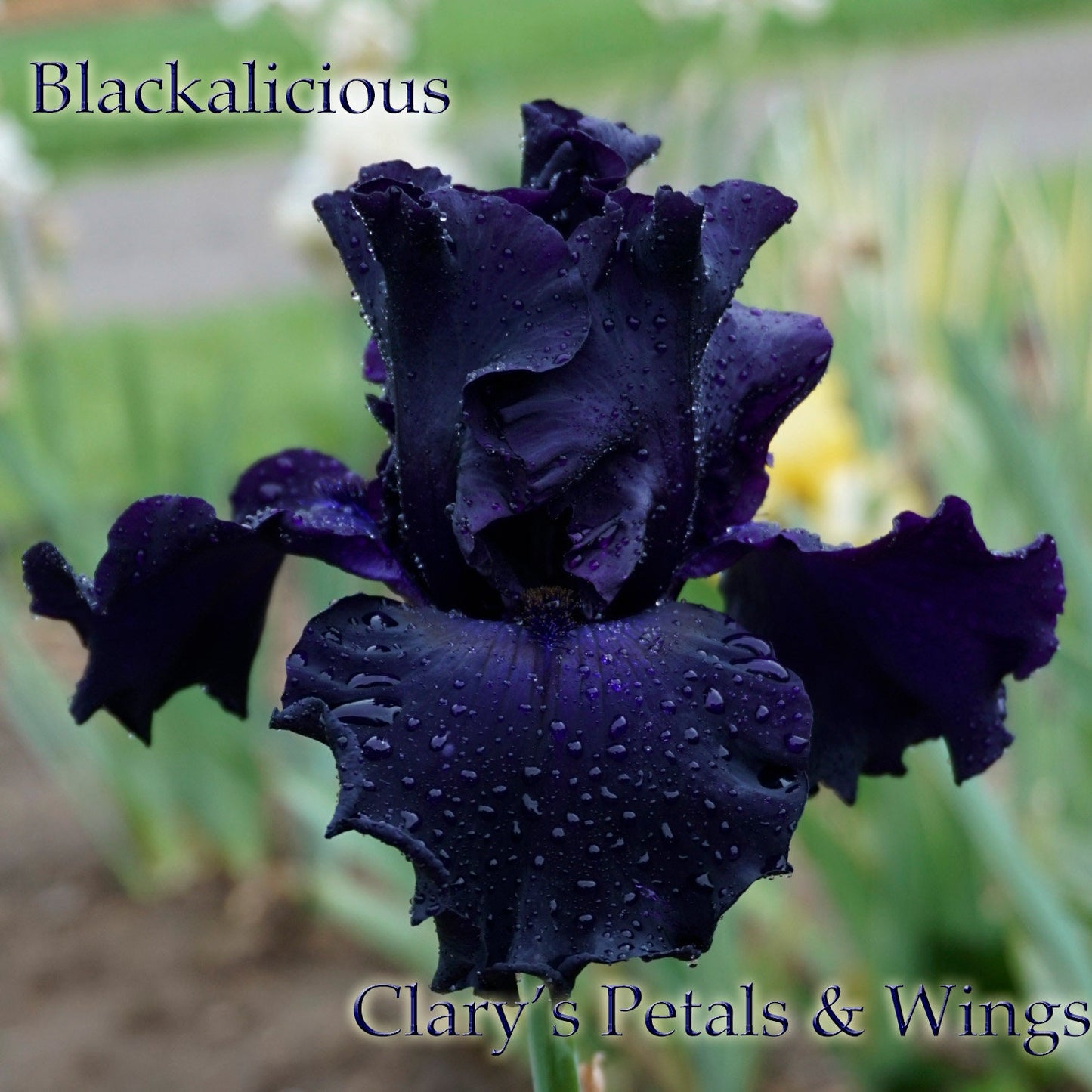 Blackalicious - Tall Bearded Iris - Award Winner