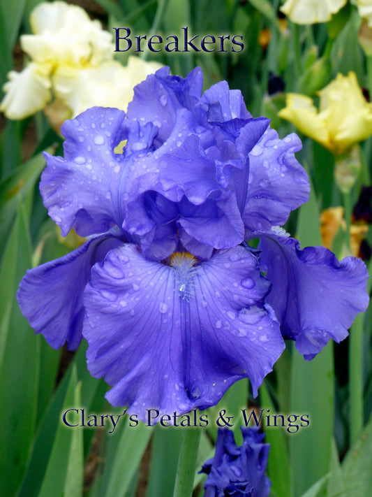 BREAKERS - Reblooming - Tall Bearded Iris