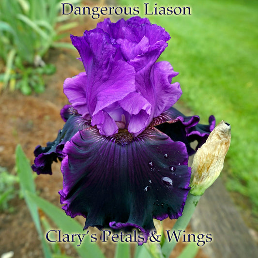 Dangerous Liaison - 2011 Tall Bearded Iris - Showy garden stand out