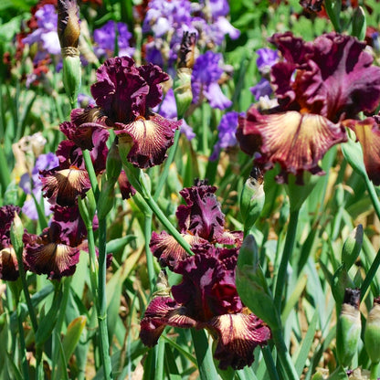 Drama Queen 2004 TB Iris *Plicata* 2011 Dykes Medal Winner