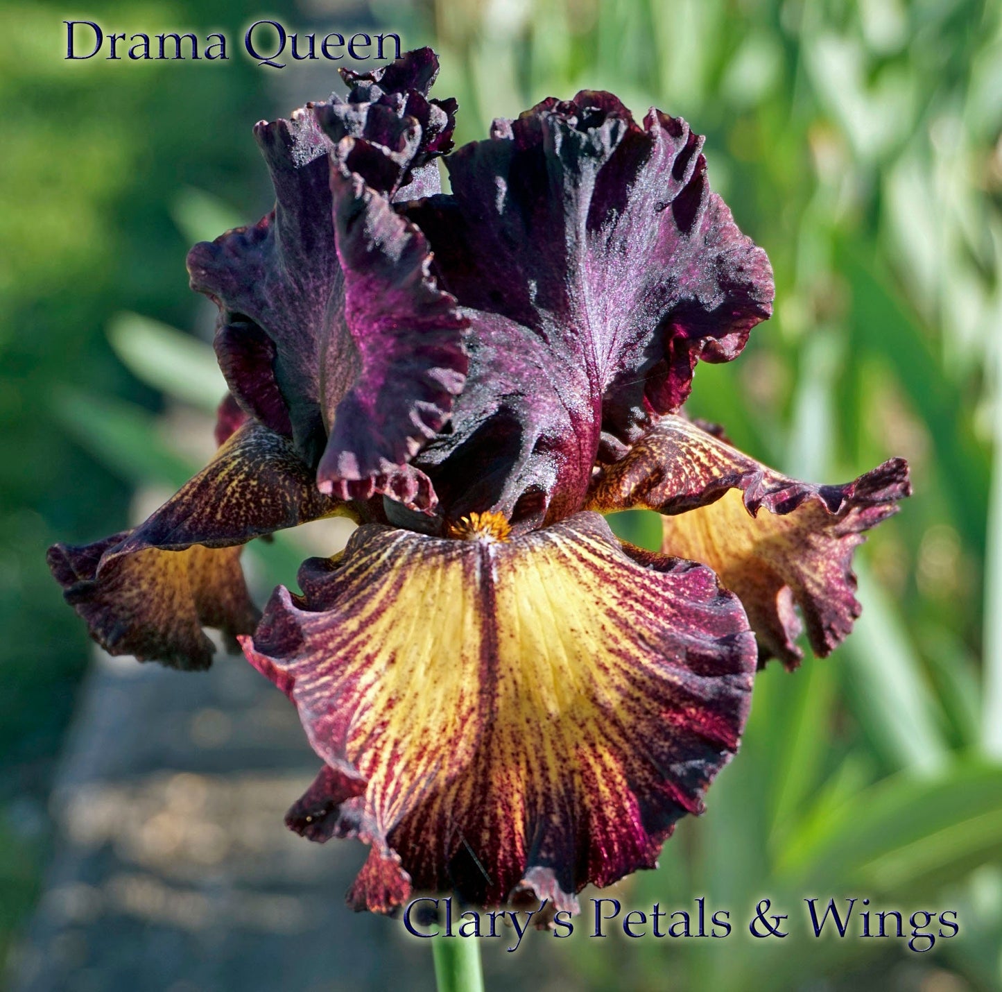 Drama Queen 2004 TB Iris *Plicata* 2011 Dykes Medal Winner