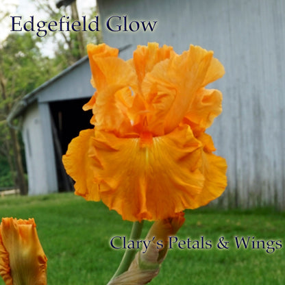 Edgefield Glow - Tall Bearded Iris - 2011 Glowing Orange