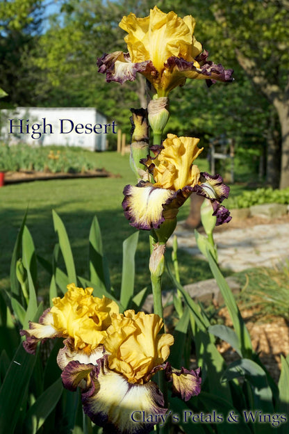 HIGH DESERT - 2015 Tall Bearded Iris - Plicata - Award Winner