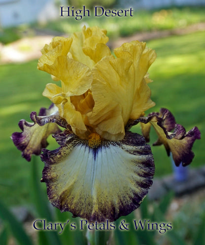 HIGH DESERT - 2015 Tall Bearded Iris - Plicata - Award Winner