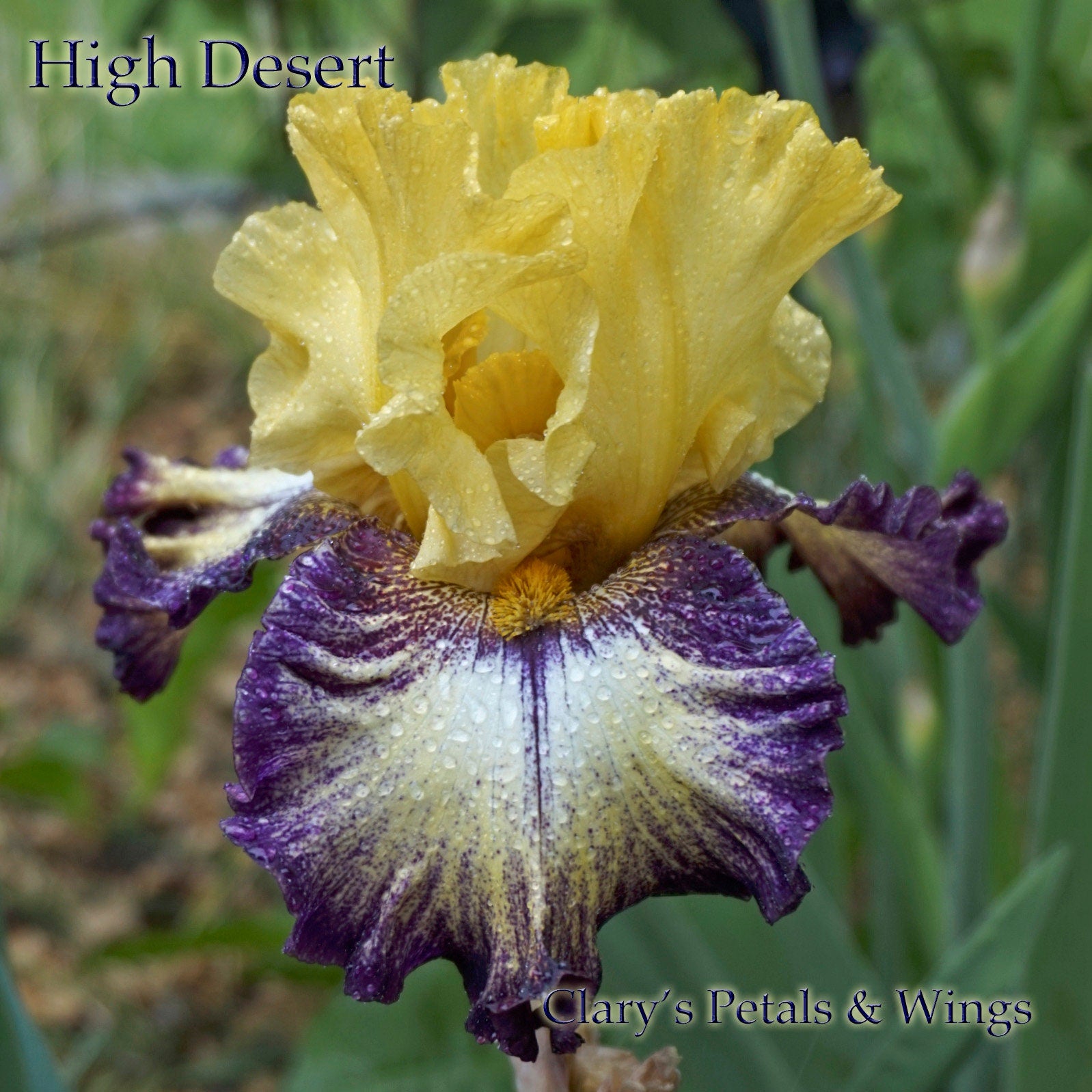 HIGH DESERT - 2015 Tall Bearded Iris - Plicata - Award Winner – PetalsWings