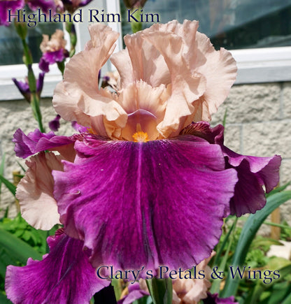 HIGHLAND RIM KIM - 2009 Tall Bearded Iris