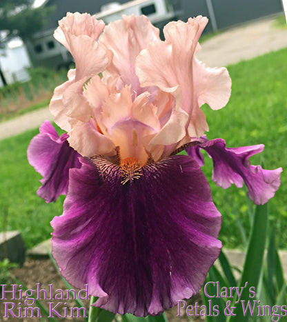 HIGHLAND RIM KIM - 2009 Tall Bearded Iris