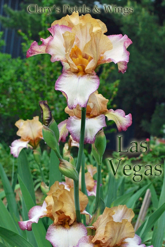 LAS VEGAS 1989 TB-Reblooming