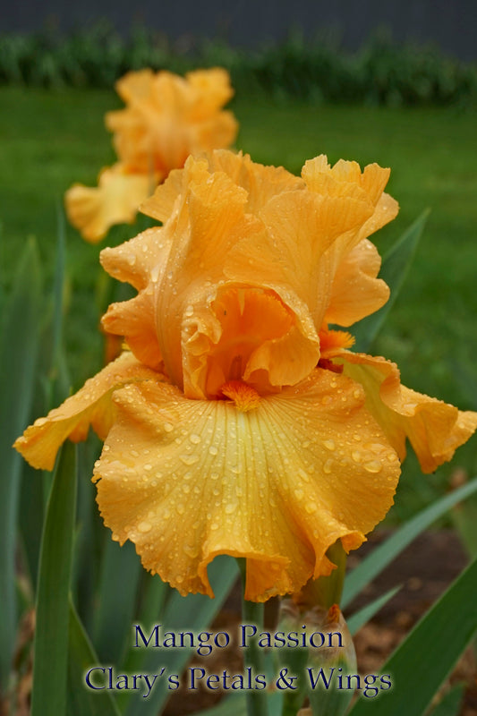 MANGO PASSION - 2005 TB-Fragrant