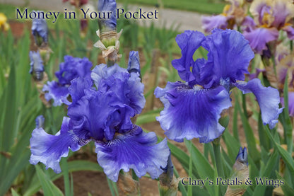 Money in Your Pocket - 2007 Tall Bearded Iris - Blue Award Winner