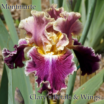 MONTMARTRE - Tall Bearded Iris - Medal Winner!