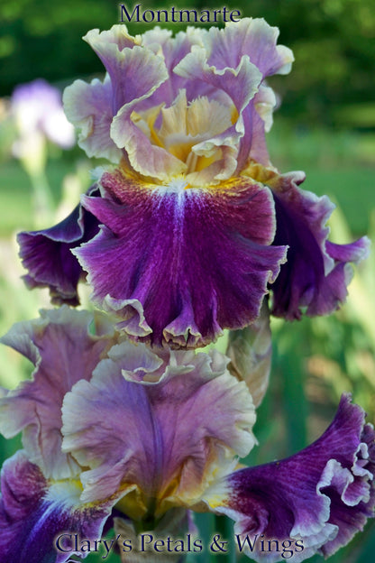 MONTMARTRE - Tall Bearded Iris - Medal Winner!