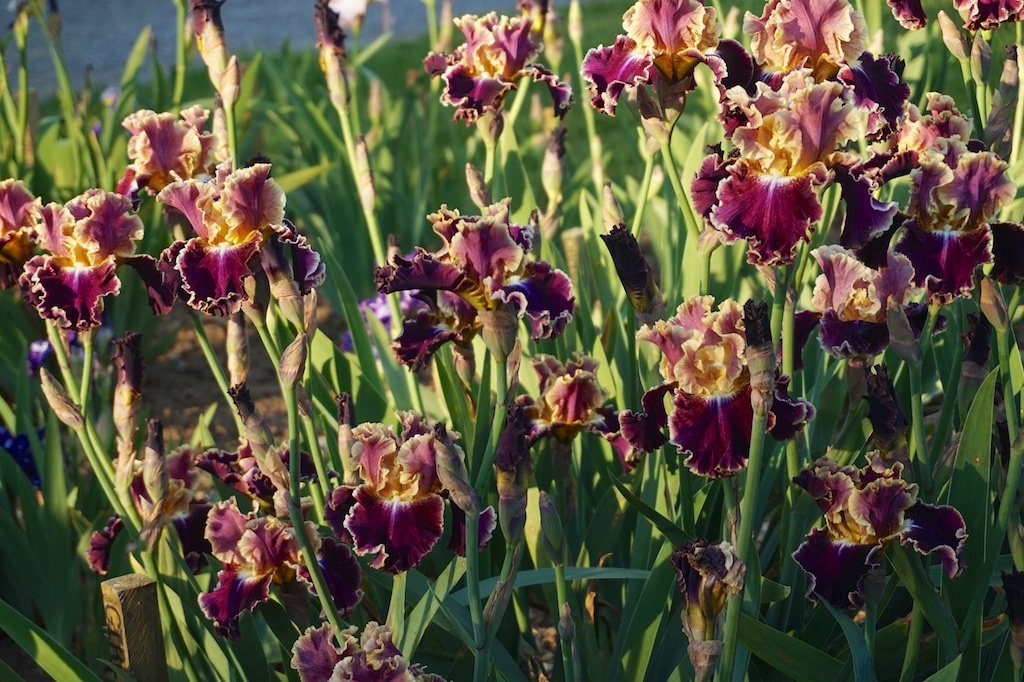 MONTMARTRE - Tall Bearded Iris - Medal Winner!