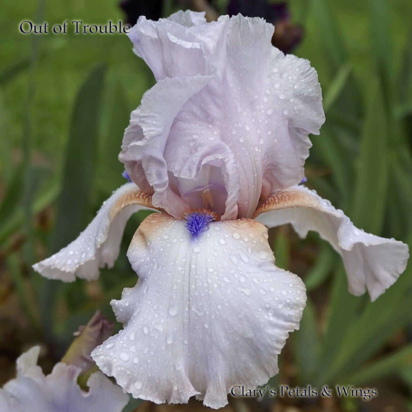 OUT OF TROUBLE 2015 TB-Fragrant