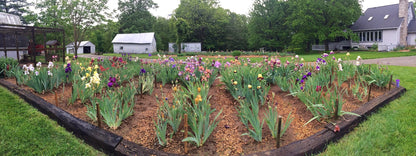 PALLIDA   Tall Bearded Iris  VARIEGATED   FRAGRANT