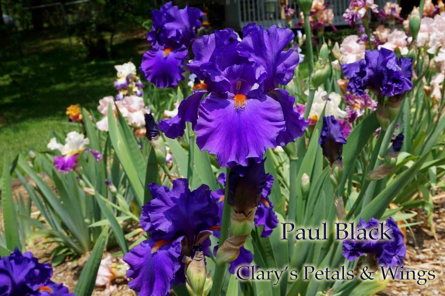 Paul Black - 2003 Iris, 7 x AWARD WINNER!  Dykes Medal 2010