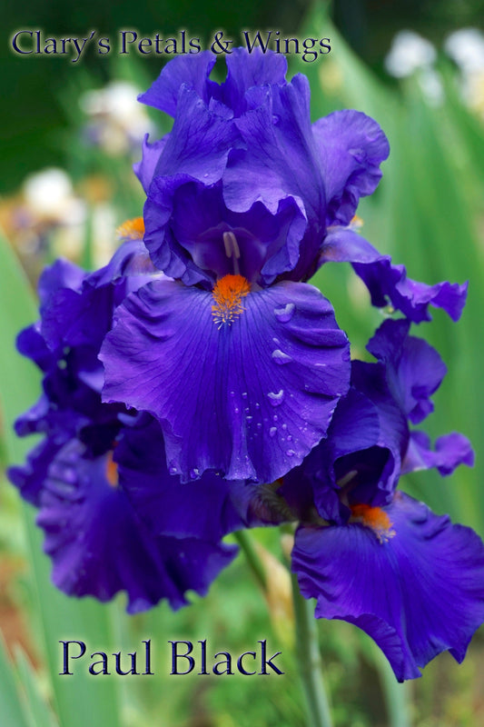 PAUL BLACK 2003  TB-Fragrant