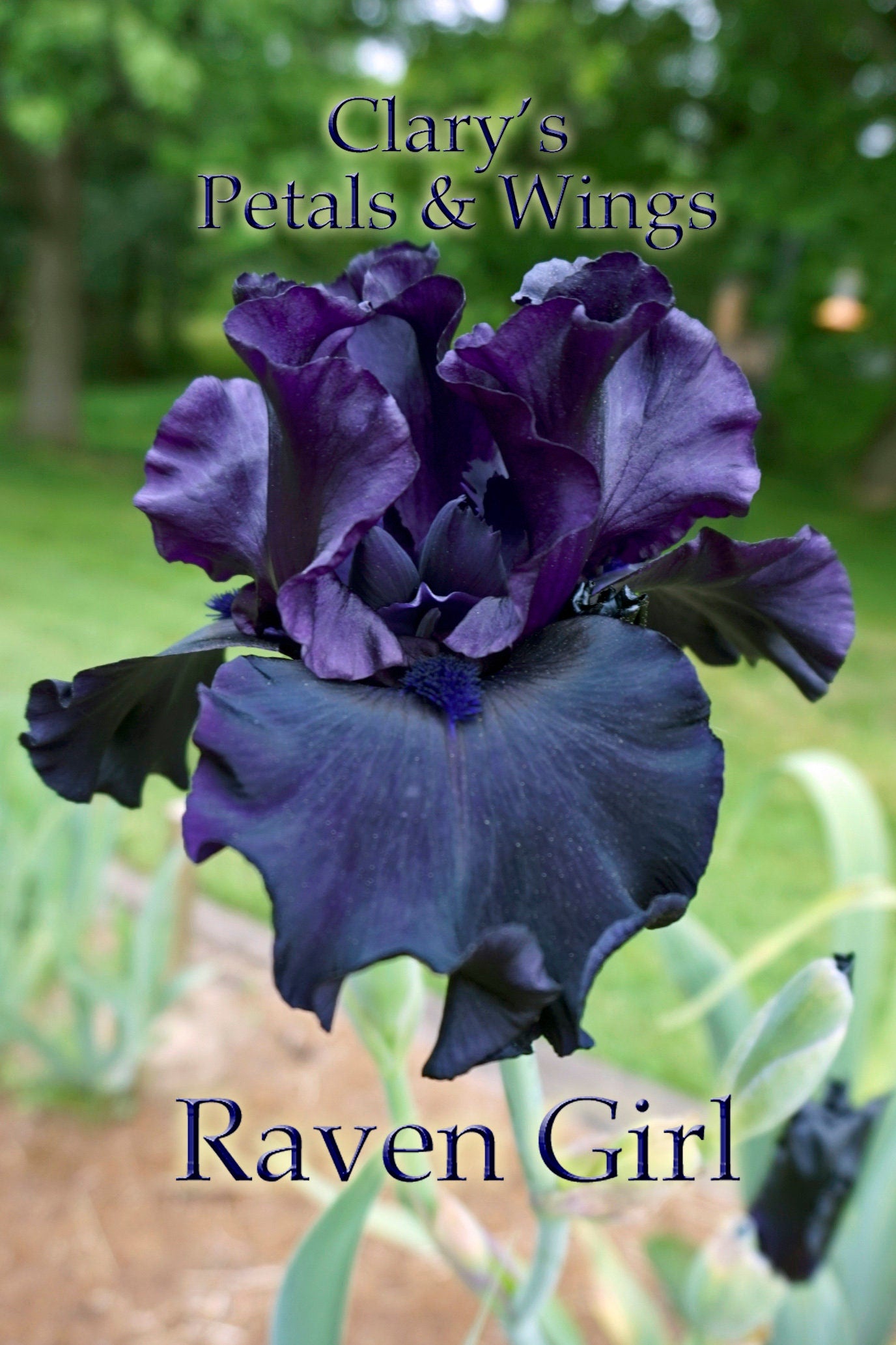 RAVEN GIRL - Tall Bearded Iris - 2008 - Ruffled & Black