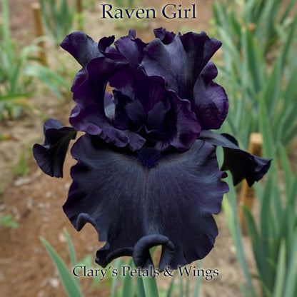 RAVEN GIRL - Tall Bearded Iris - 2008 - Ruffled & Black