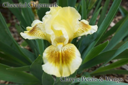 Cheerful Chipmunk - Standard Dwarf Bearded Iris - bright - Award Winner