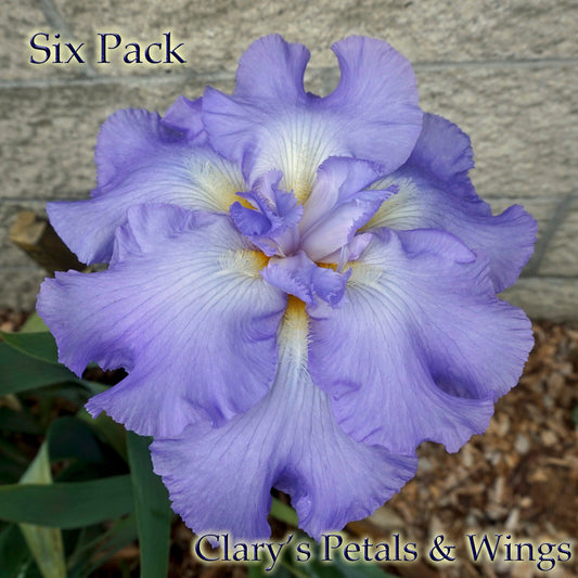 Six Pack - FLATTIE - Tall Bearded Iris - HUGE 8” BLOOMS!! Fragrant