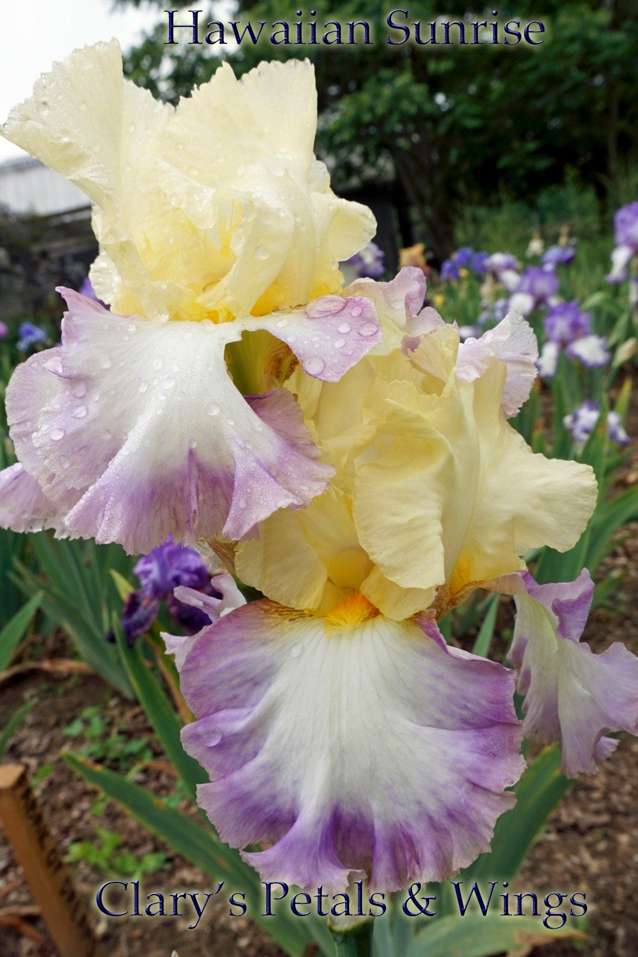 Hawaiian Sunrise - Tall Bearded Iris - Reblooming