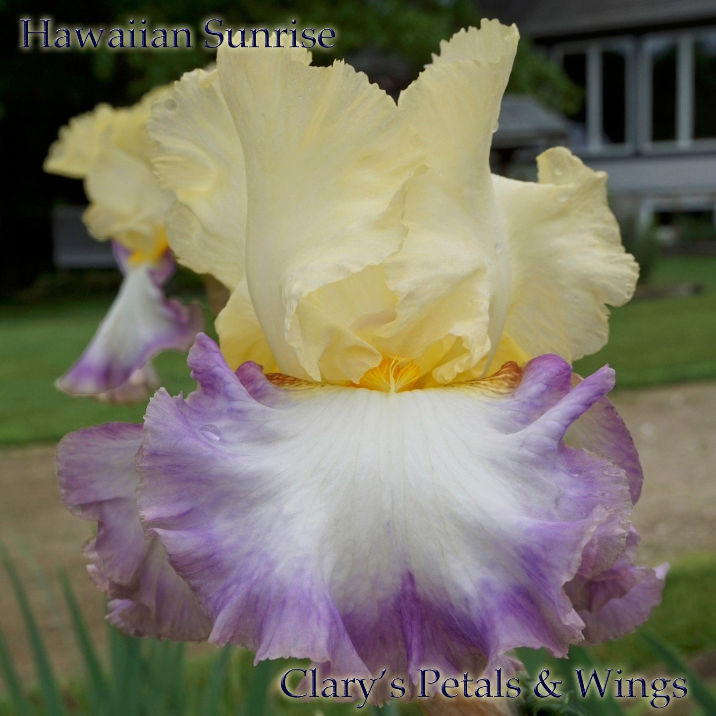 Hawaiian Sunrise - Tall Bearded Iris - Reblooming