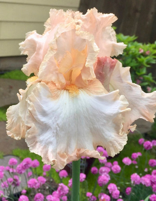 DEBUTANTE’S LACE - 2014 - Space Ager - Tall Bearded Iris - Fragrant
