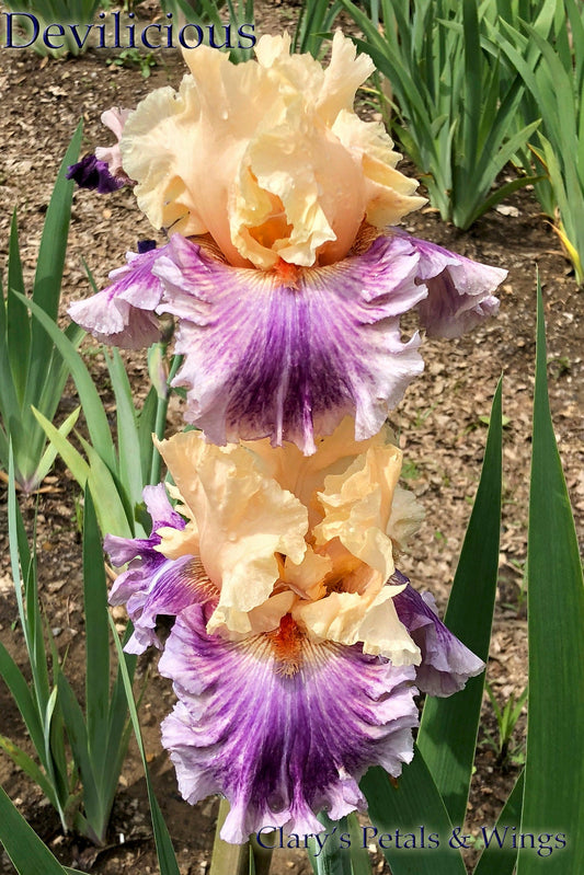 DEVILICIOUS - 2010 - TB