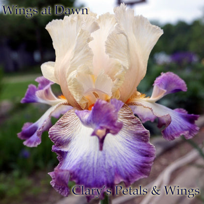 Wings at Dawn - 2014 Tall Bearded Iris
