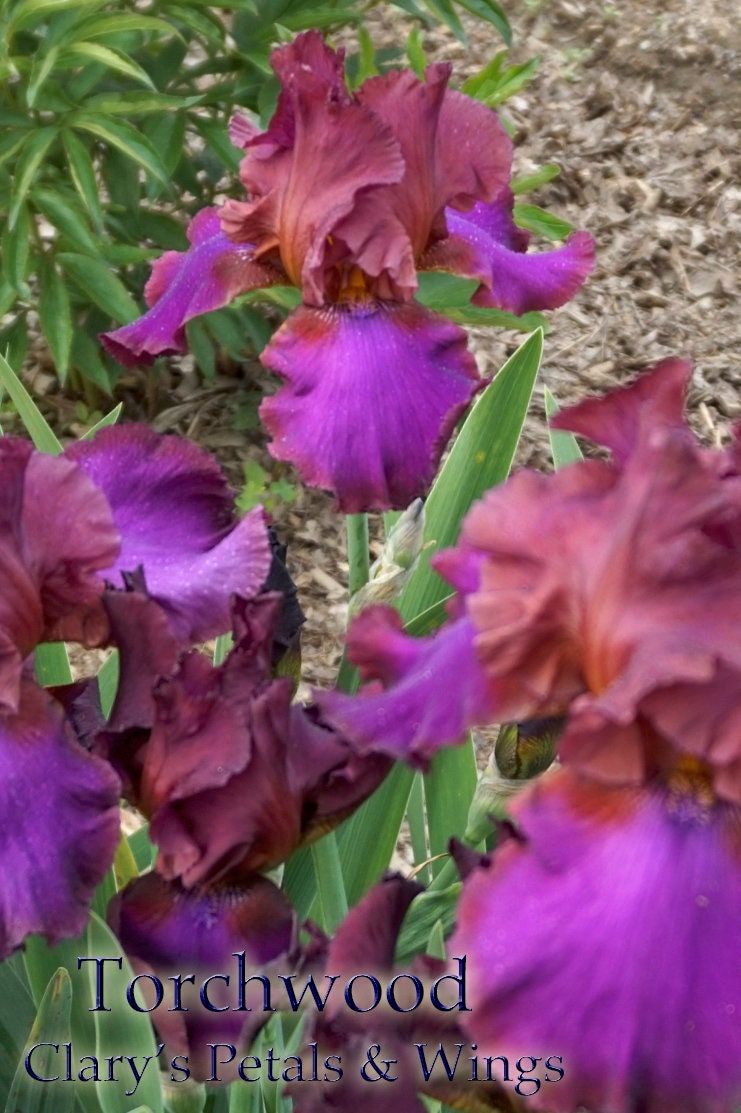 TORCHWOOD - 2013 Tall Bearded Iris - Fragrant Garden Standout