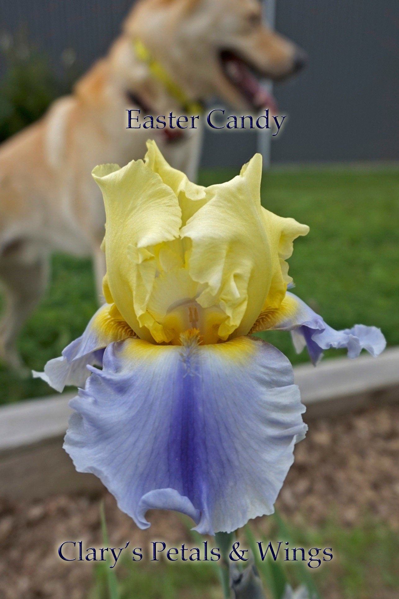 EASTER CANDY - Keppel 2011 Tall Bearded Iris - Award Winner