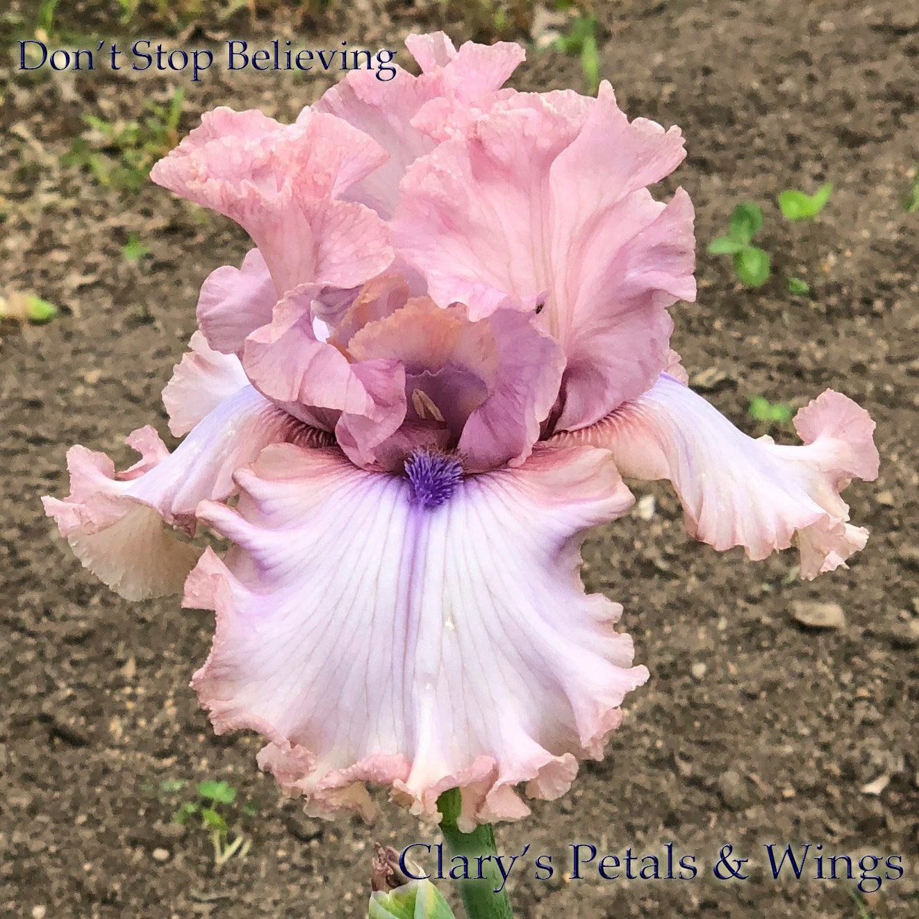 Don't Stop Believing - 2013 Tall Bearded Iris - Fragrant show stopping flowers