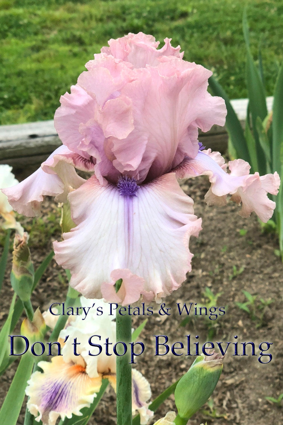 Don't Stop Believing - 2013 Tall Bearded Iris - Fragrant show stopping flowers