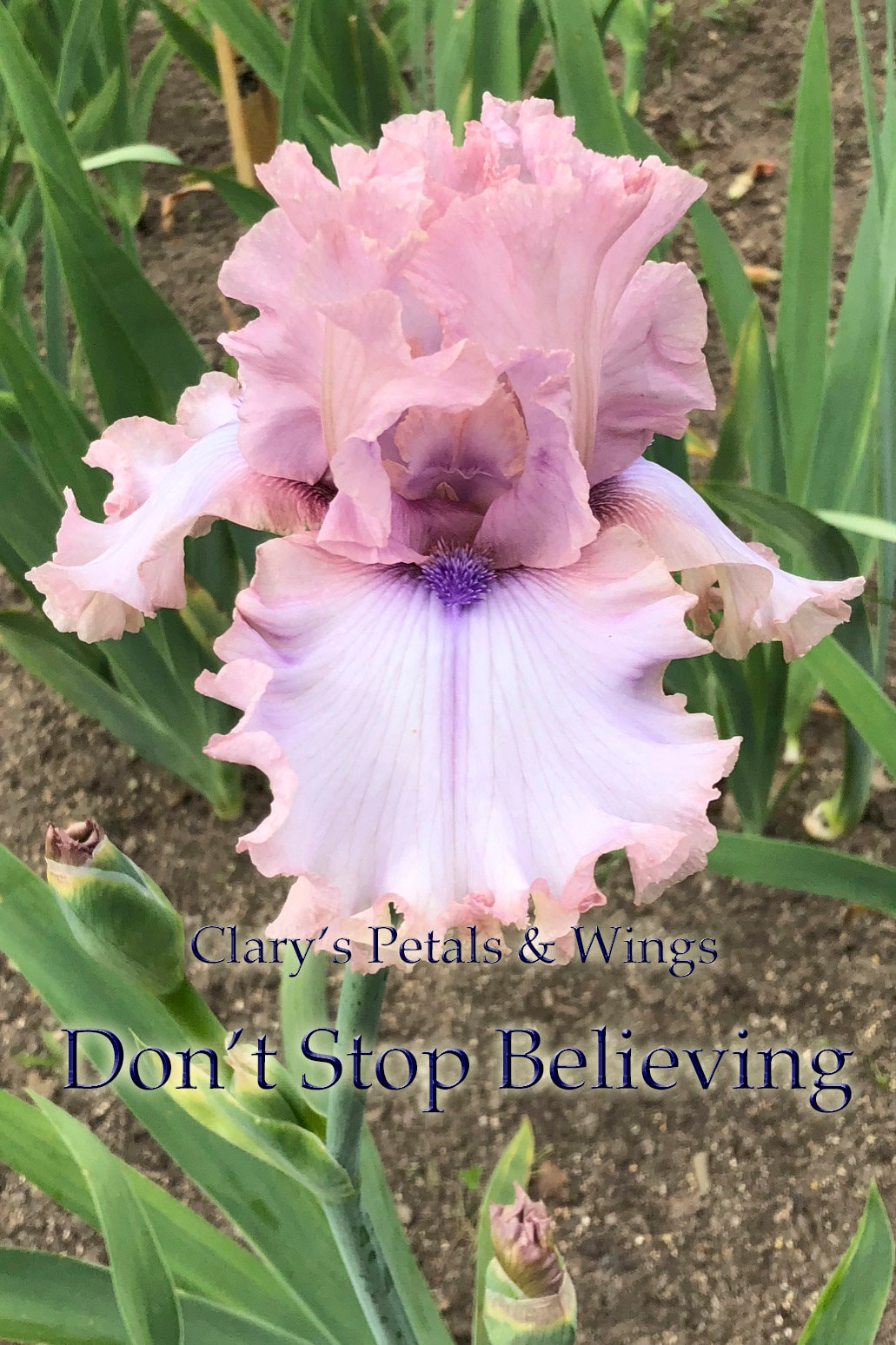 Don't Stop Believing - 2013 Tall Bearded Iris - Fragrant show stopping flowers