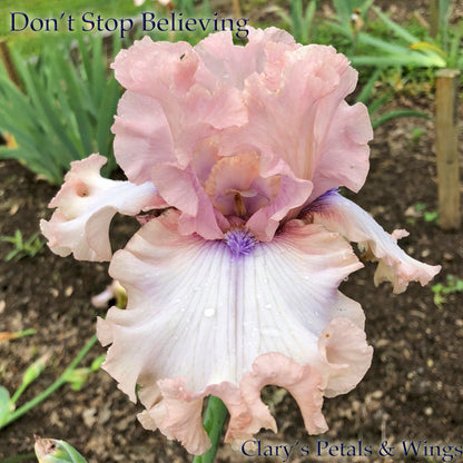 Don't Stop Believing - 2013 Tall Bearded Iris - Fragrant show stopping flowers