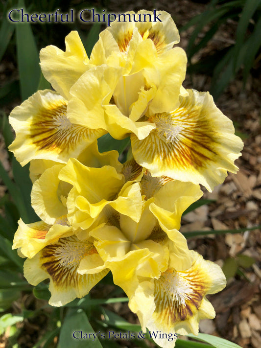 Cheerful Chipmunk - Standard Dwarf Bearded Iris - bright - Award Winner
