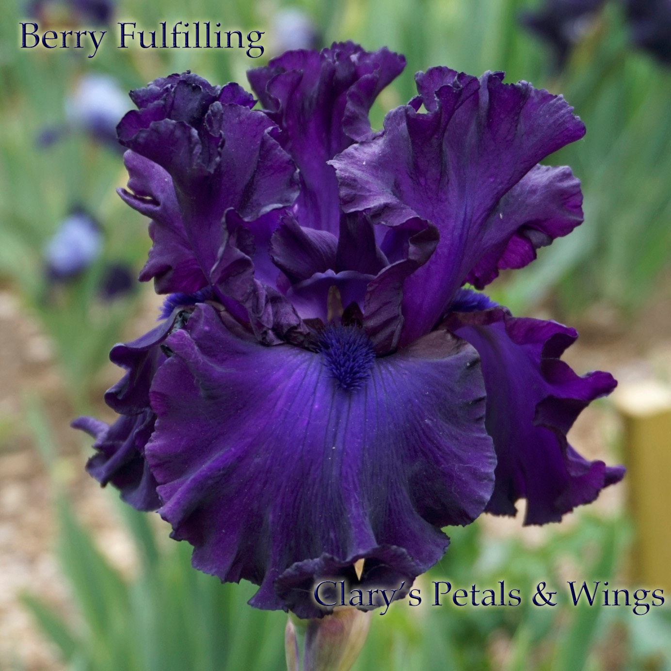 Berry Fulfilling - 2013 - Tall Bearded Iris - Huge flowers - Award winner