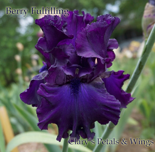 Berry Fulfilling - 2013 - Tall Bearded Iris - Huge flowers - Award winner