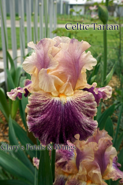 CELTIC TARTAN - 2015 Keppel Tall Bearded Iris - Luminata