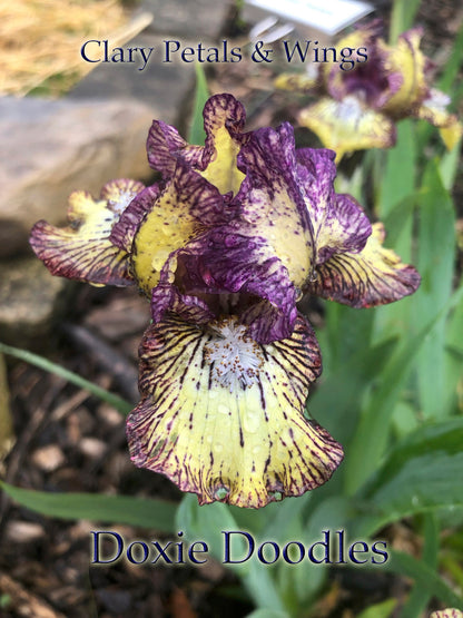 DOXIE DOODLES - 2011 Standard Dwarf Bearded Iris - Fragrant