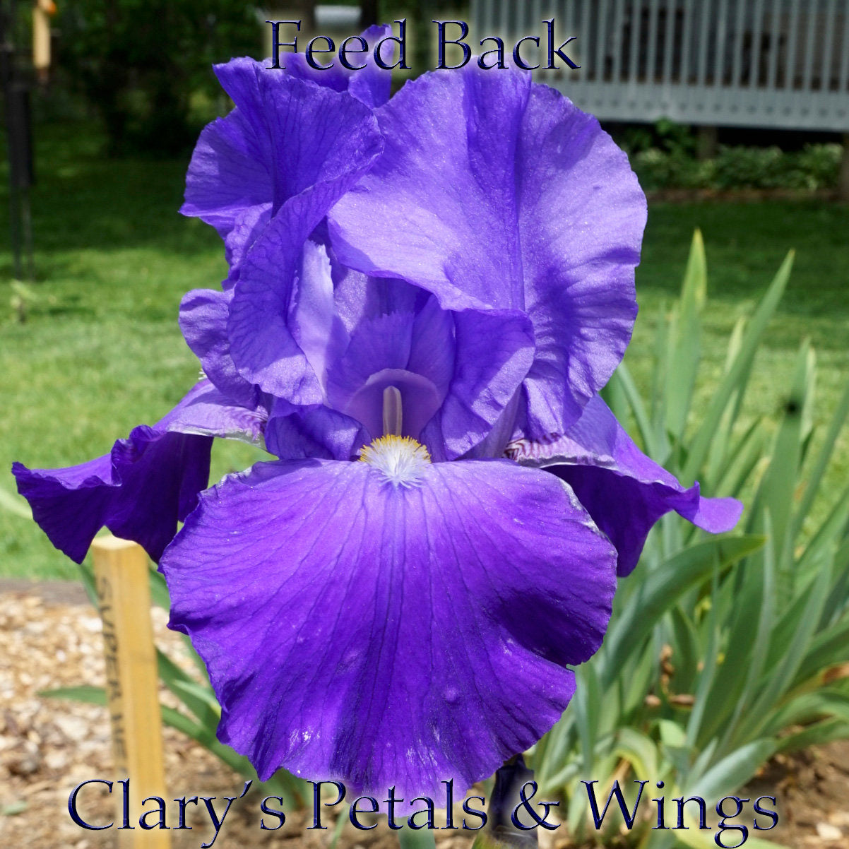 FEED BACK - 1983 - TB - Reblooming & Fragrant